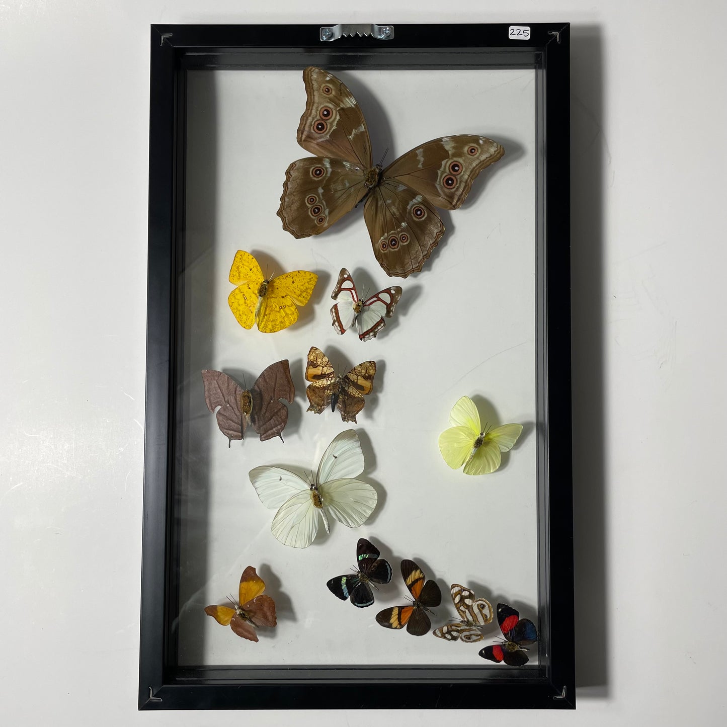 Framed Butterflies