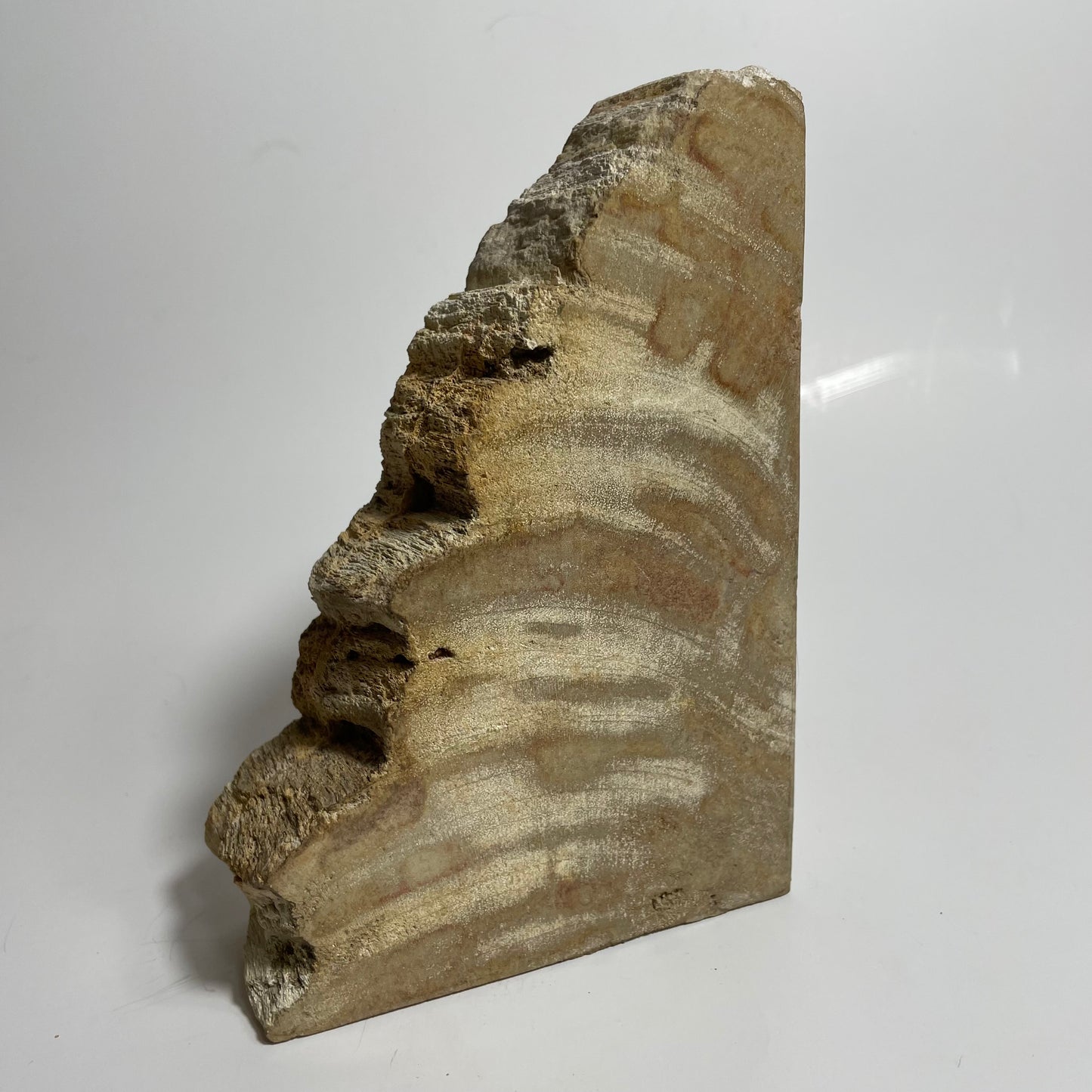 Petrified Wood Bookend (Single)