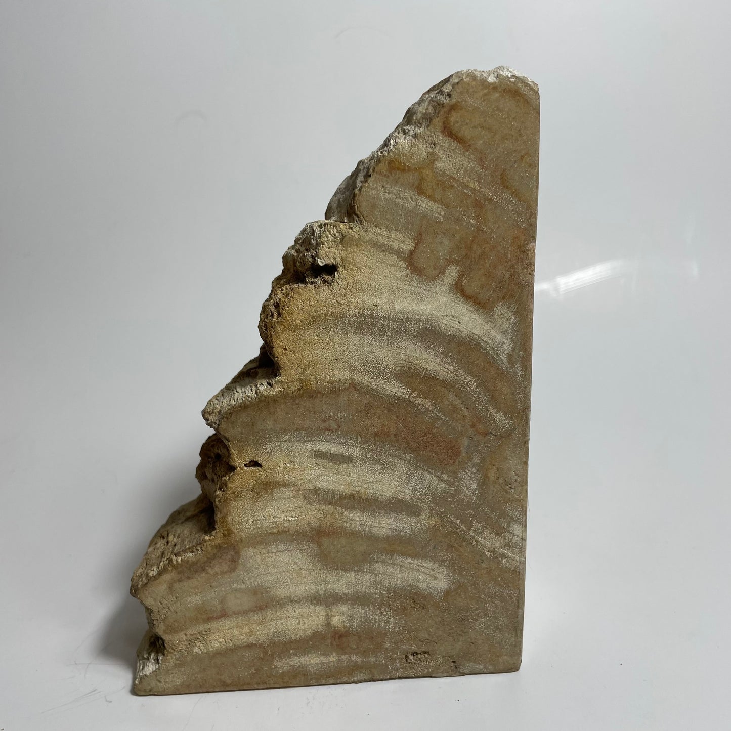 Petrified Wood Bookend (Single)