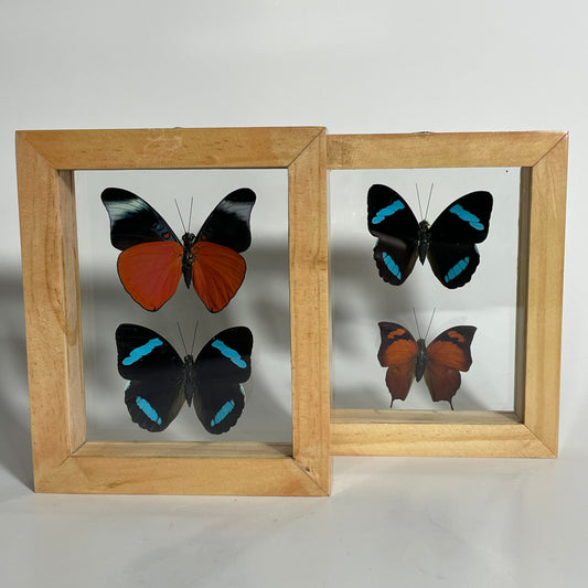 Framed Butterflies: You Choose