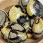 Septarian Palm Stone: You Choose