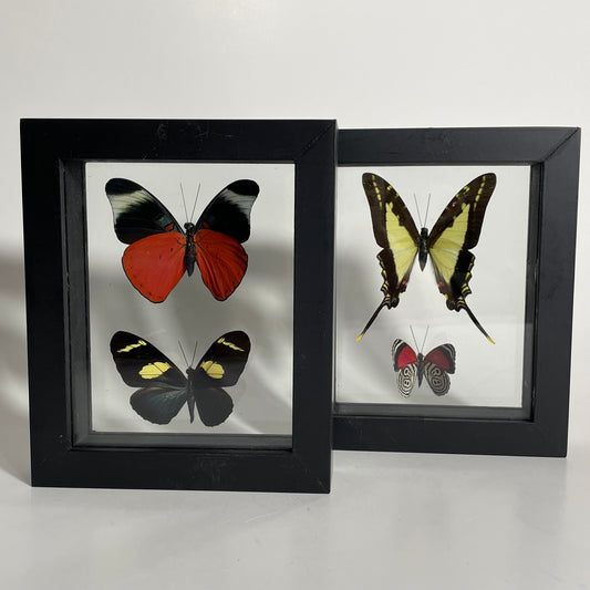 Framed Butterflies: You Choose