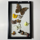Framed Butterflies