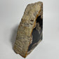 Petrified Wood Bookend (Single)