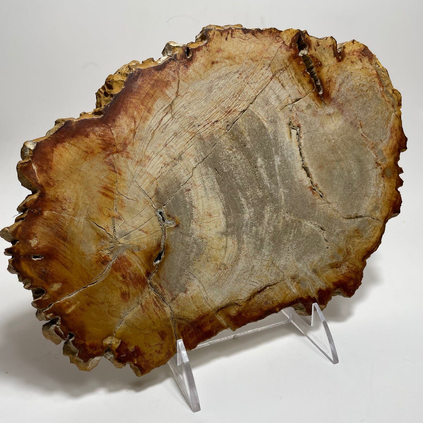 Petrified Wood Slab