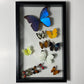 Framed Butterflies