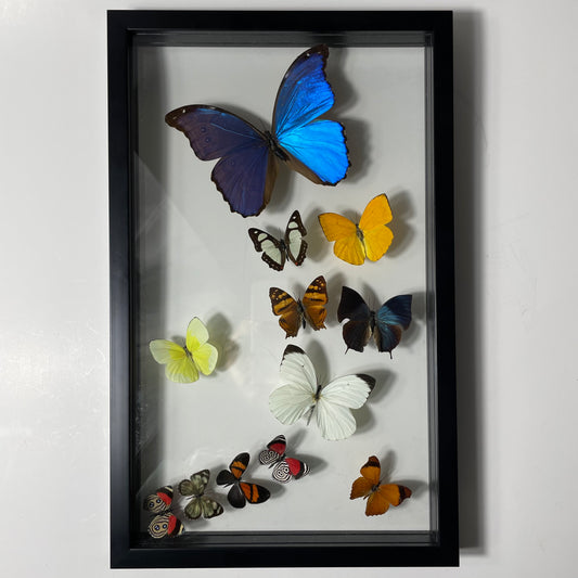 Framed Butterflies