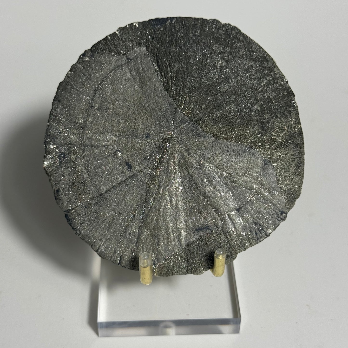 Pyrite Sun Specimen from Sparta, Illinois: You Choose