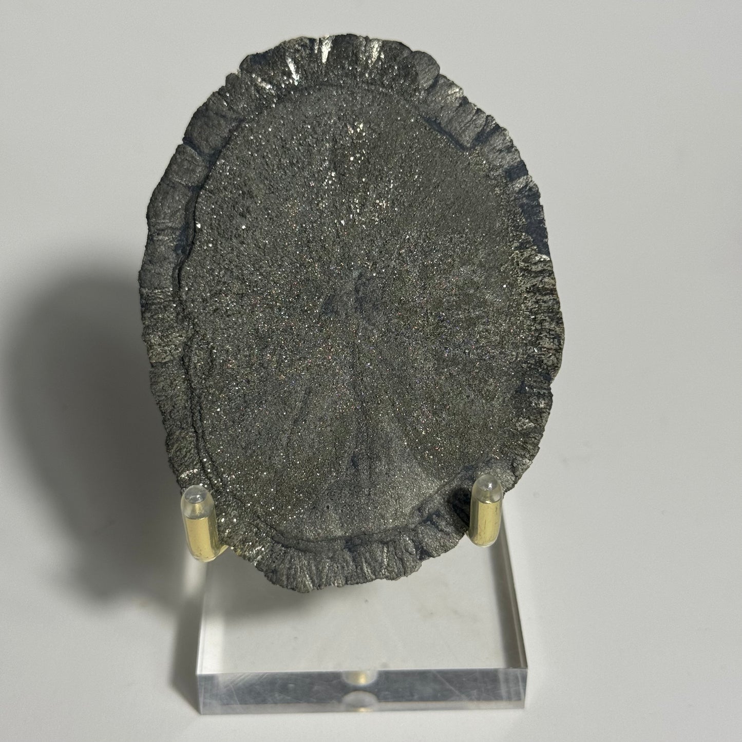 Pyrite Sun Specimen from Sparta, Illinois: You Choose