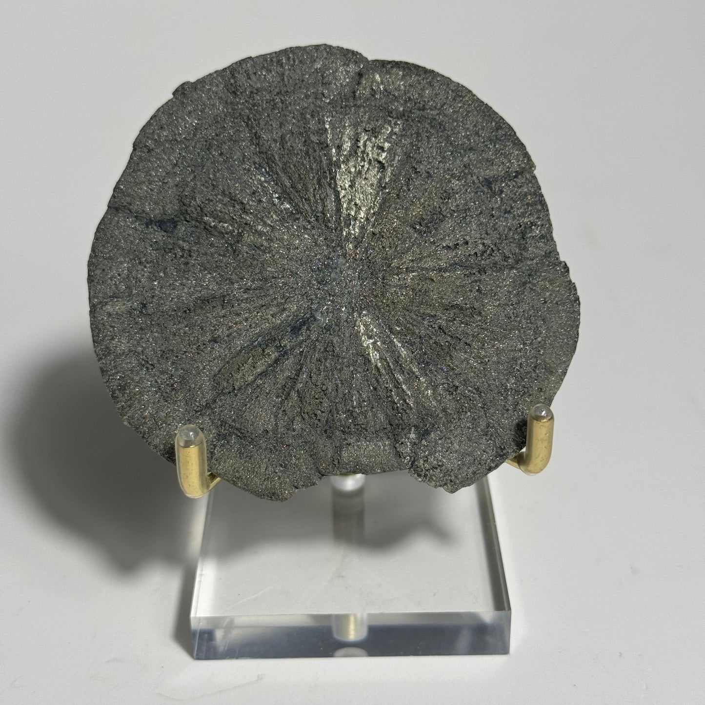 Pyrite Sun Specimen from Sparta, Illinois: You Choose