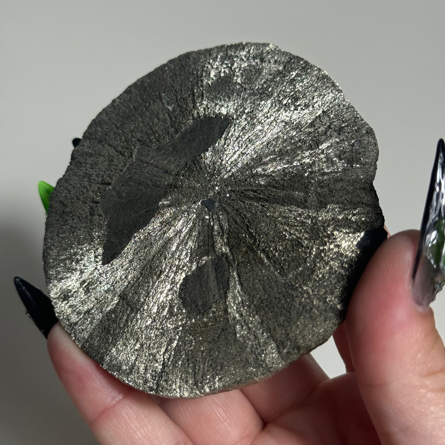 Pyrite Sun Specimen from Sparta, Illinois: You Choose