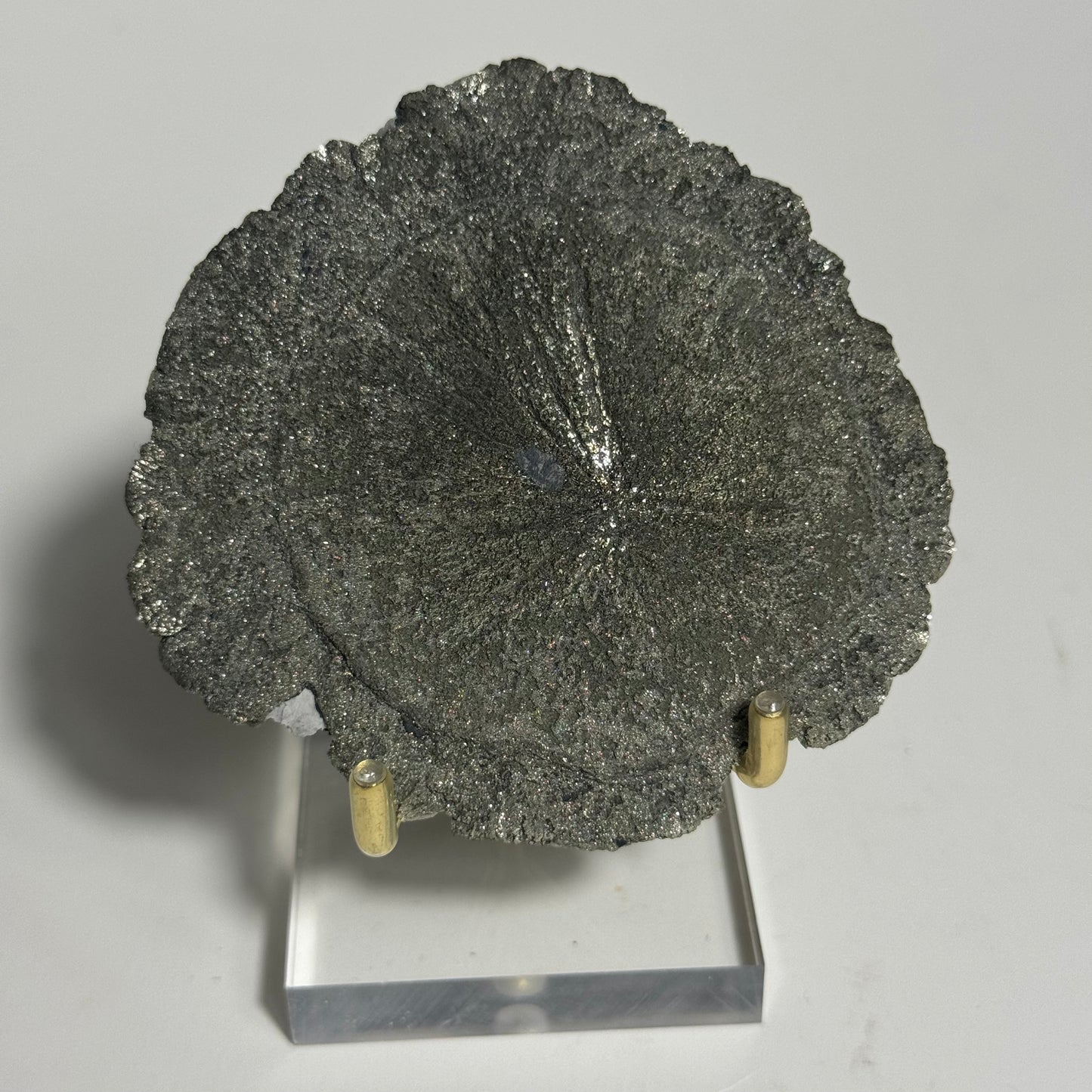 Pyrite Sun Specimen from Sparta, Illinois: You Choose