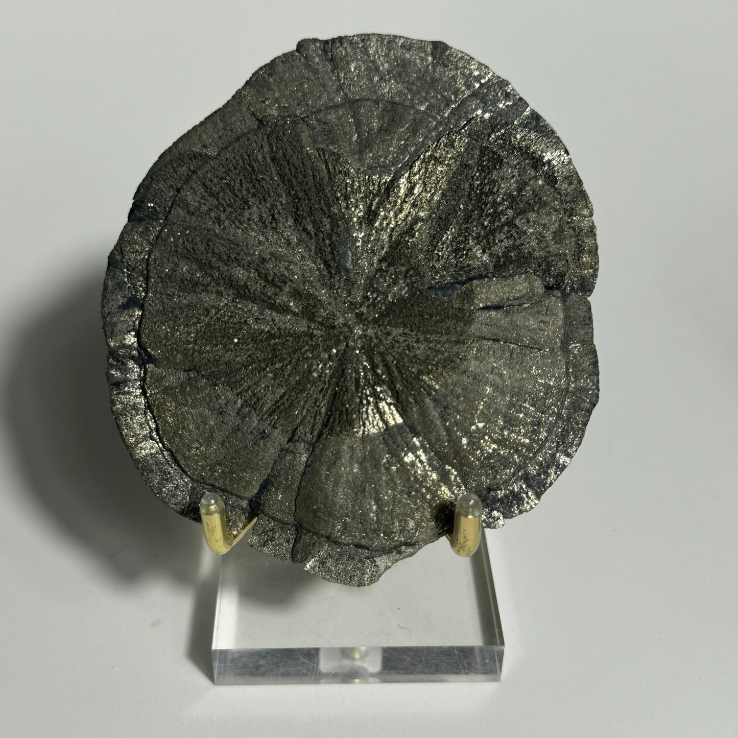 Pyrite Sun Specimen from Sparta, Illinois: You Choose