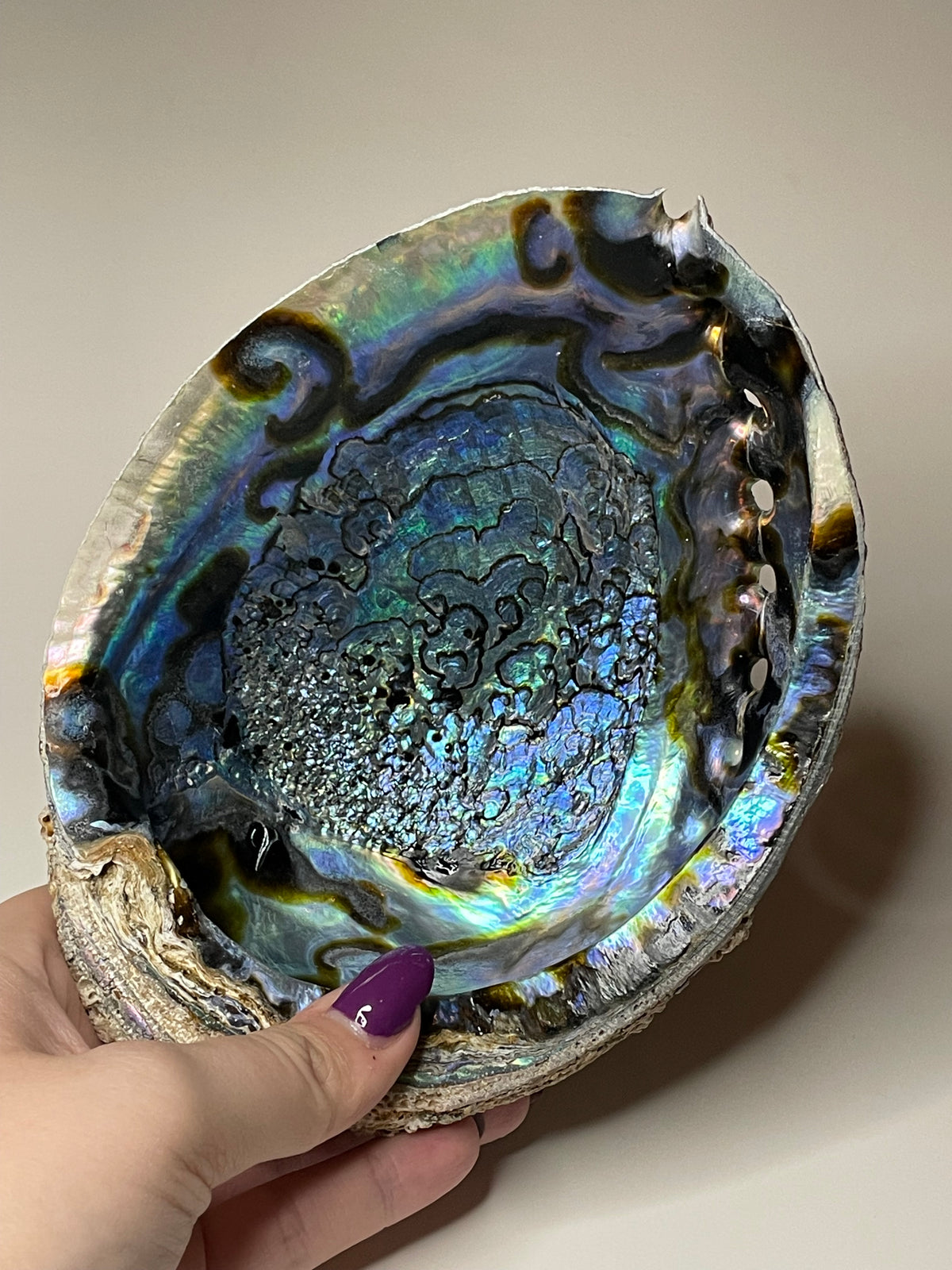 7-Inch Abalone Shell: Intuitive Pick