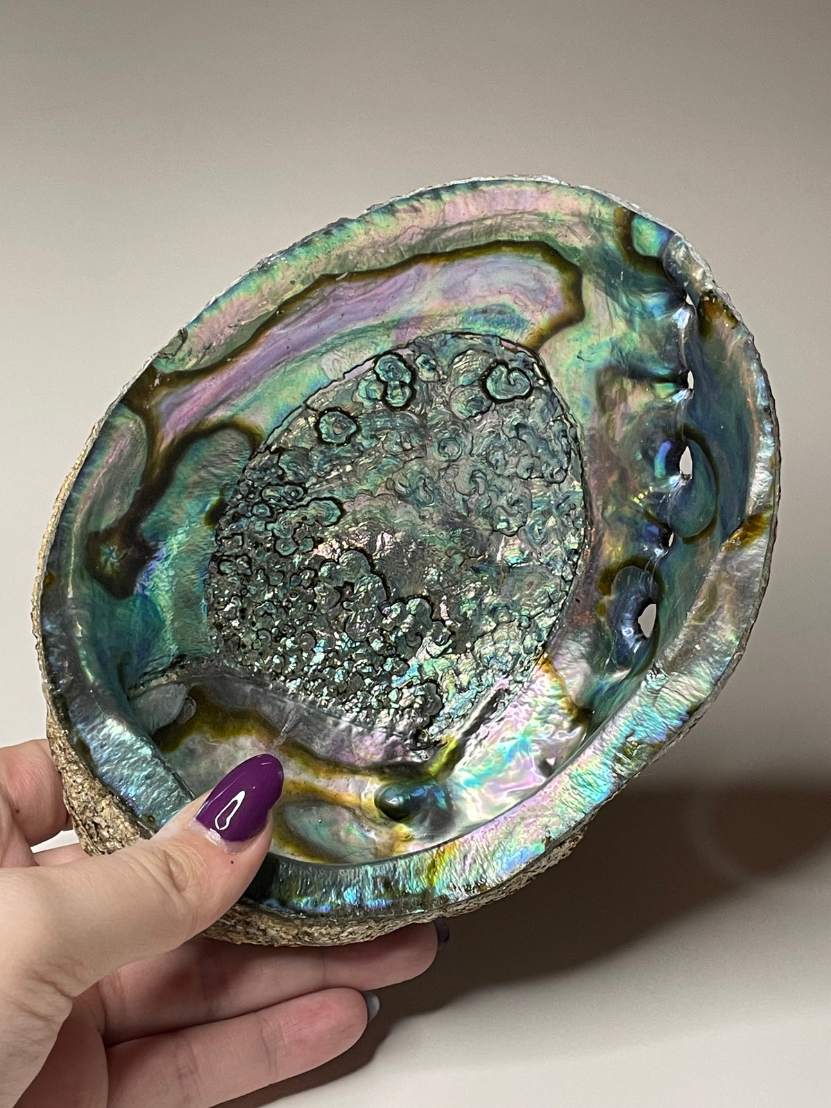 7-Inch Abalone Shell: Intuitive Pick