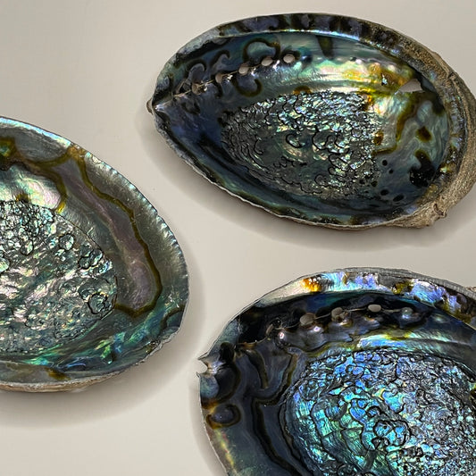 7-Inch Abalone Shell: Intuitive Pick