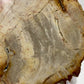 Petrified Wood Slab